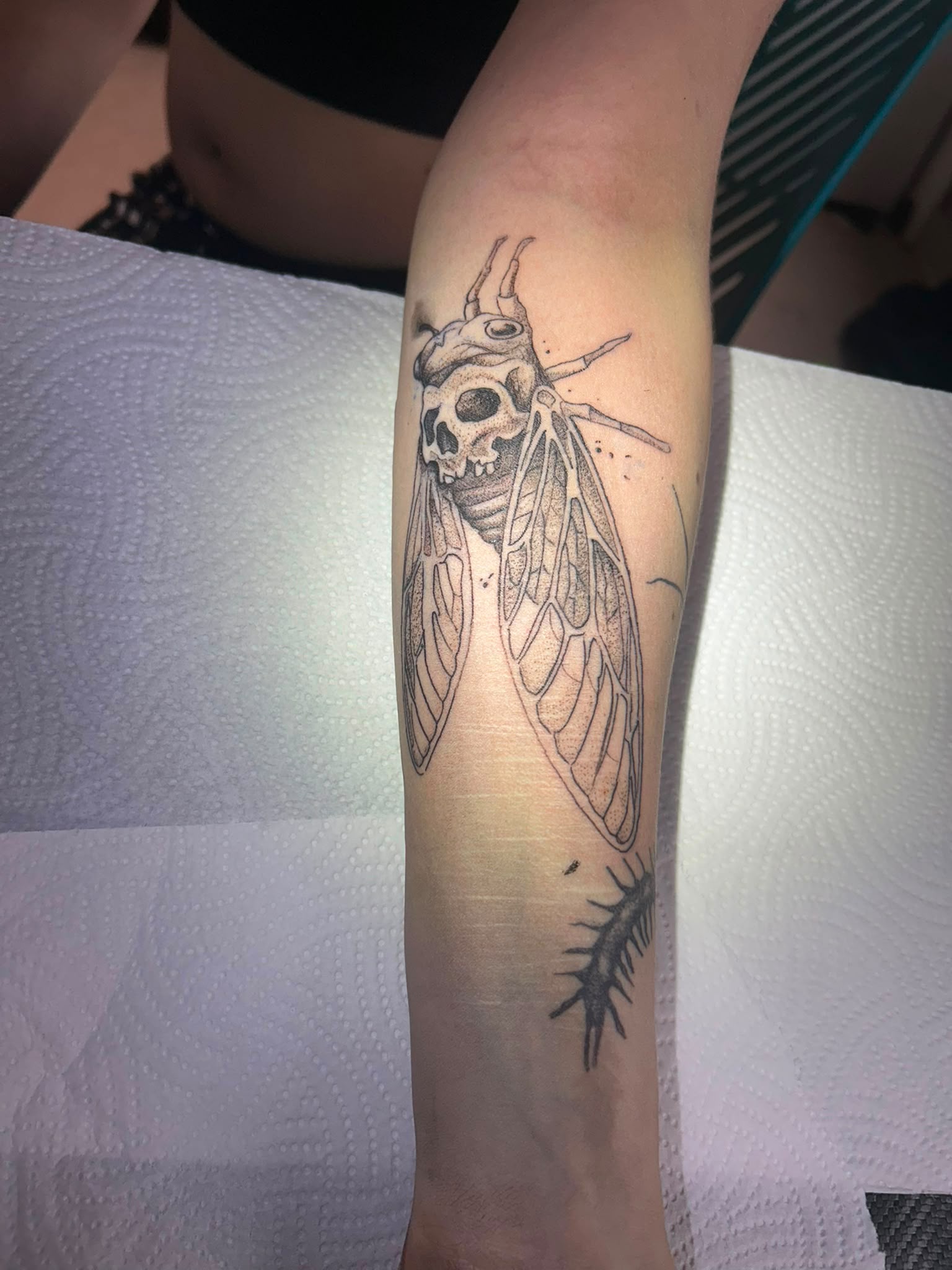 Blackwork skull cicada tattoo